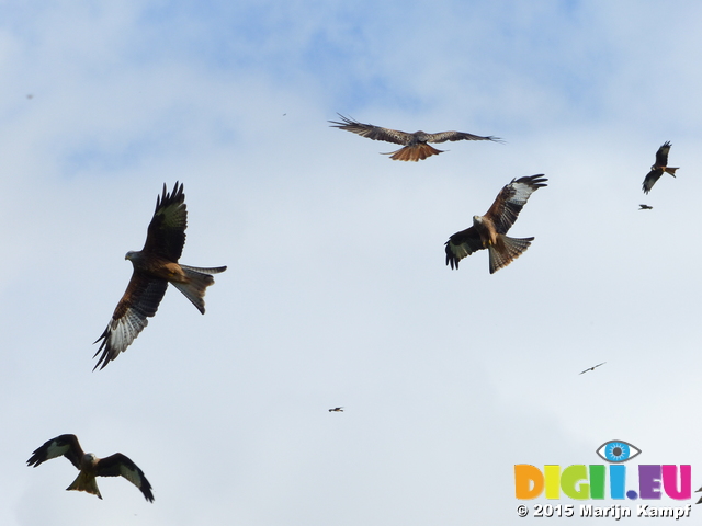 FZ023145 Red kites (Milvus milvus)